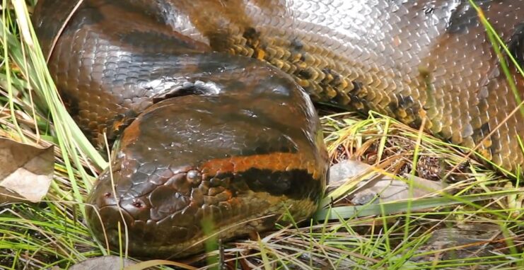 Top 17 Non-venomous Snakes In The World - Meet The Friendly Serpents